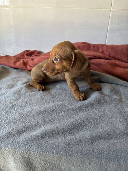 Teckel pelo curto miniatura