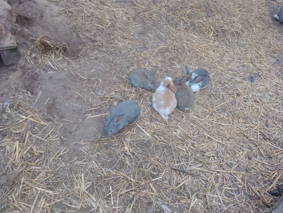 Króliki mięsne młode