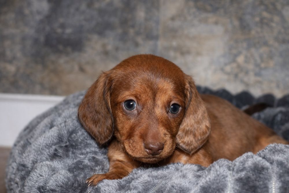 Jamnik Miniaturowy Piesek