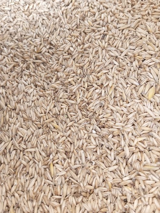 Продам Насіння Ярого Ячменю, Овесу, Соняшника, Кукурудзи та Інших Ярих