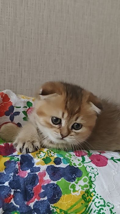 Дівчинка золота шиншила