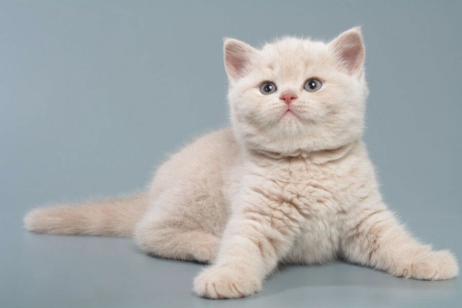 Шотландские плюшевые котята.