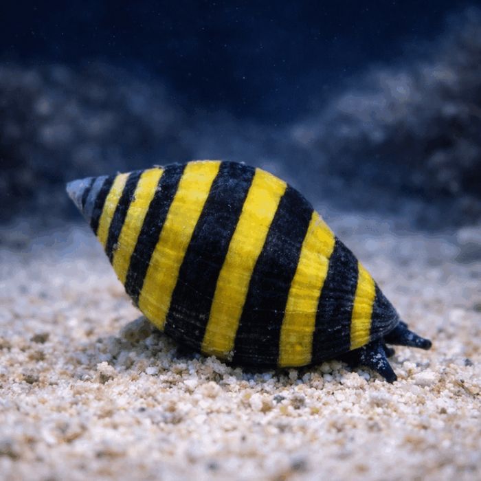 Pusiostoma engina (Bumble Bee) {Bezkręgowiec morski}