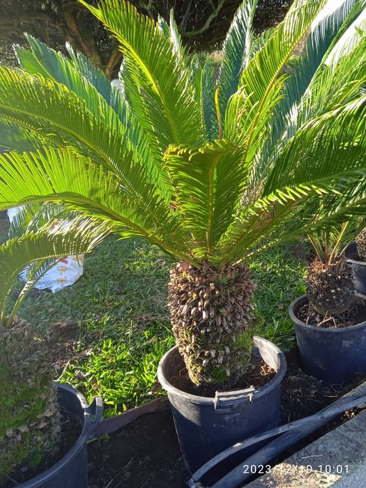 Sycas  para desocupar