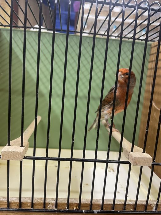 Kanarek samiec 2025r