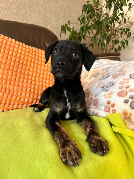 Do adopcji - malutki Jędruś!