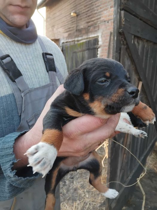 Szczeniaki oddam za darmo