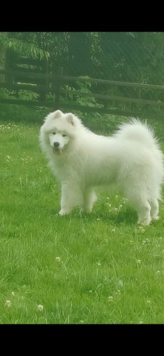 Samoyed pies/sunia
