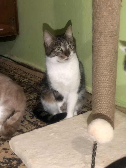 Кошечка 1 год бесплатно ,еще неделя передержки и опасная улица