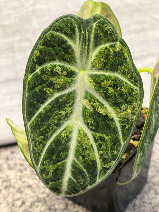 Alocasia Ninja Splash Variegata - Roślina doniczkowa, kolekcjonerska
