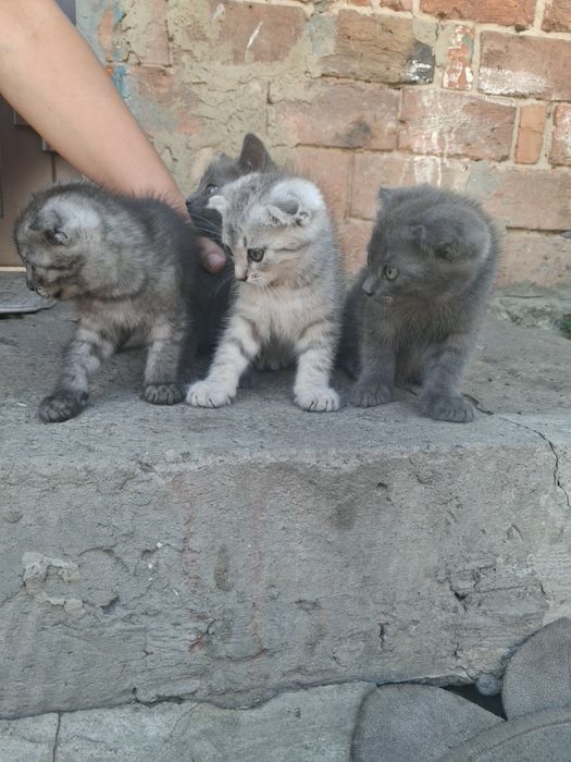 Віддам в добрі руки