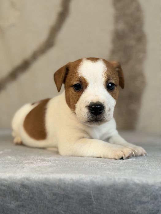 Piesek gladkowlosy Jack Russell terrier ZKWP/FCI