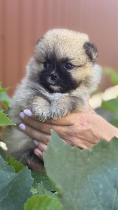 Рудий померанчик