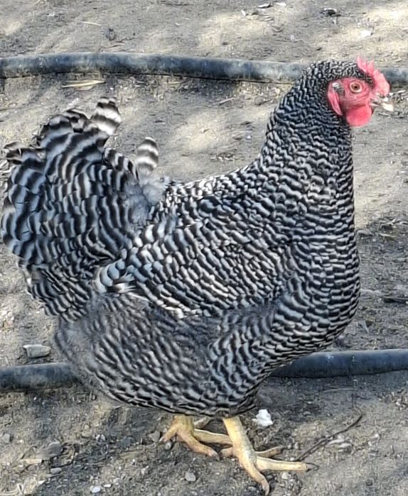 Jaja Lęgowe od kur rasy Plymouth Rock/Amrock