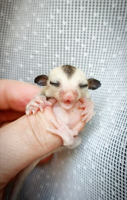 Lotopakanka, lotopałanki, sugar glider. Samiczka