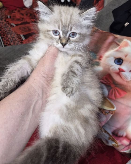 Мальчик  породы  Невская маскарадная