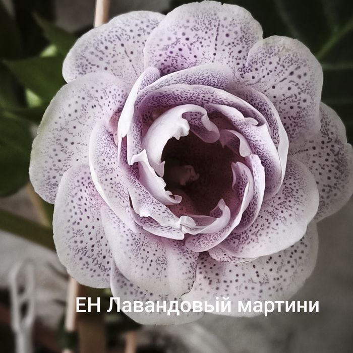 Сортові глоксинії
