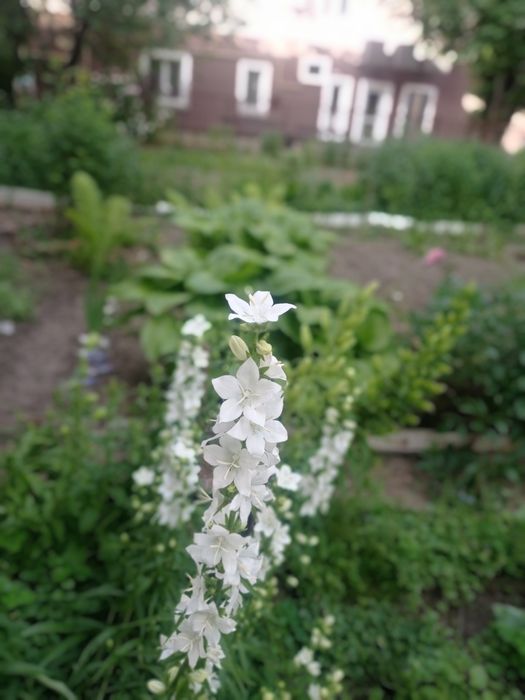 Цветок белый колокольчики