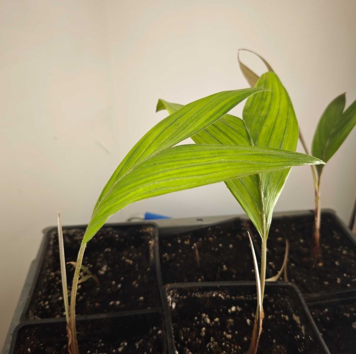 Muda de Salak / Fruta-Cobra (Salacca zalacca) – Planta Exótica e Rara