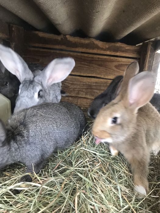кролики домашні .