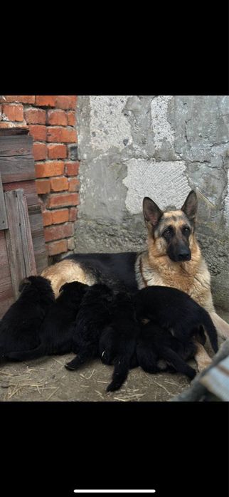 Продам чистокровних собачок німецької вівчарки