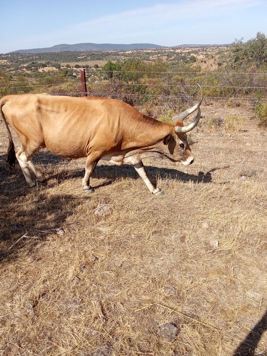 Vaca Cachena parida com Vitela