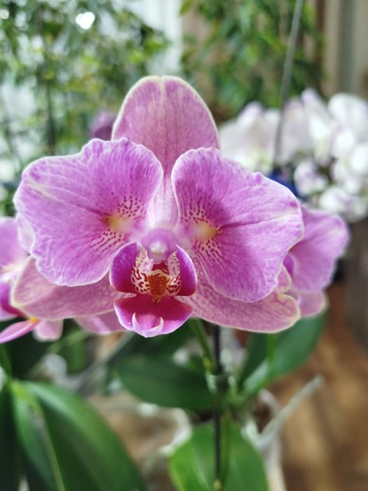 Орхідея метелик Пірат пікоте рожевий