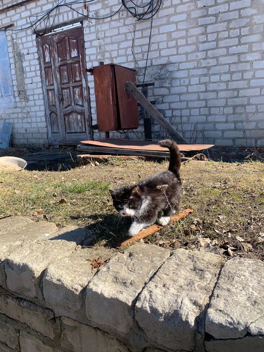 Гарний котик з особливою родимкою