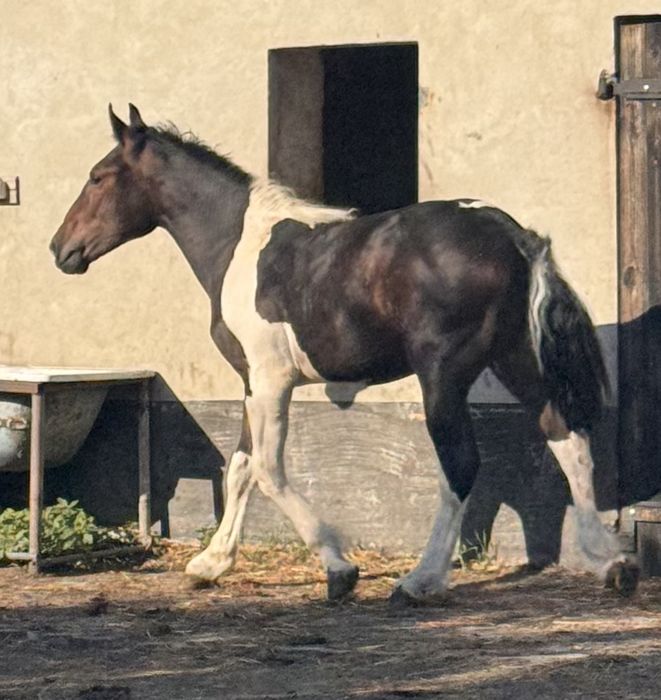 Sprzedam ogierka 9-miesięcy