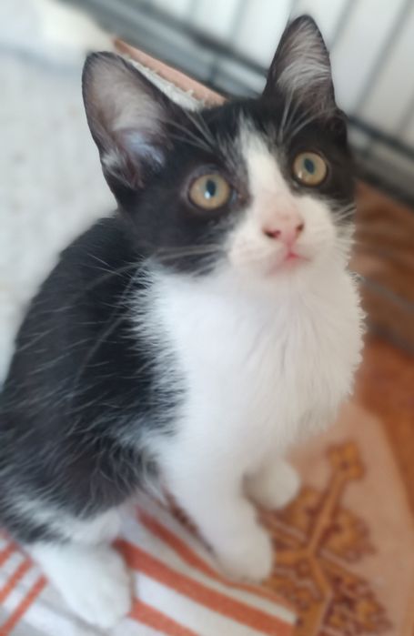 Gatinha e gatinho para adoção em Viseu