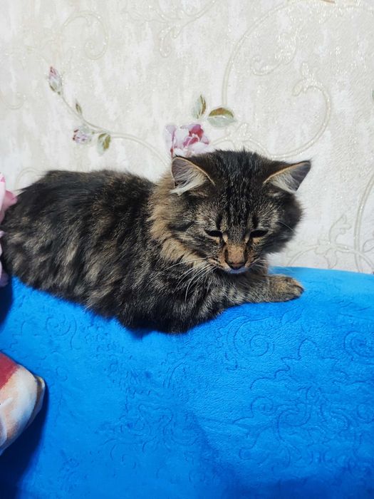 Отдам кота в хорошие руки