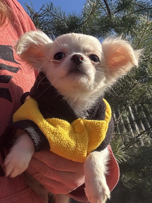 Очаровательный мальчишка чихуахуа