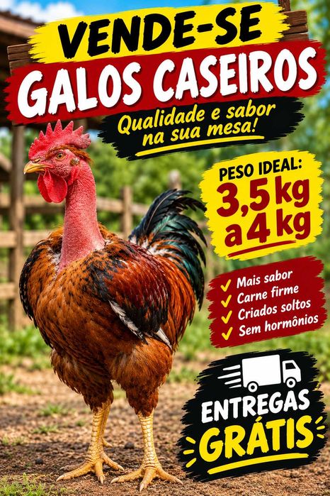 Frangos/galos capoes caseiros