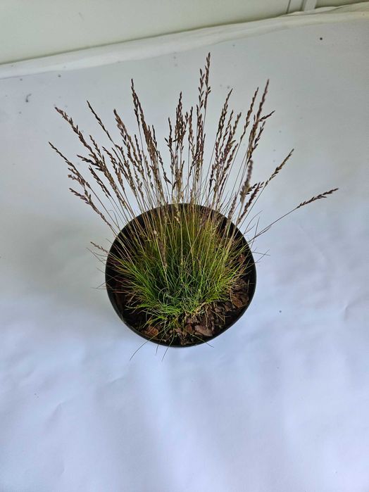 Kostrzewa Woblera (Festuca ovina var. woblery)