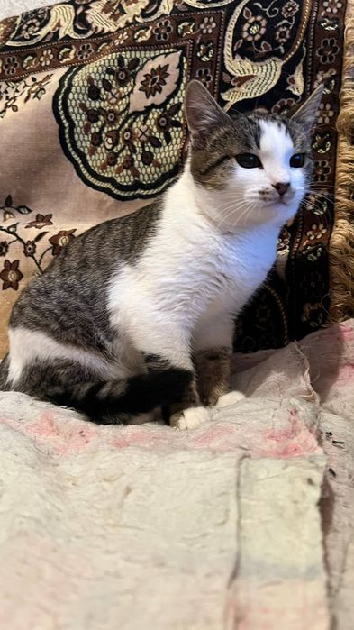 Віддам_ кішки _ кошеня_ в добрі руки