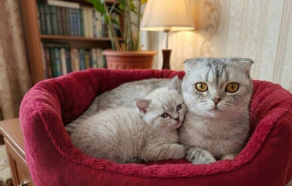 Кошенята срібна шиншила