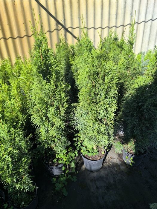 Туя западная Смарагд