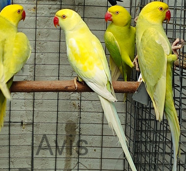 Ringnek machos para acabar de criar a mão