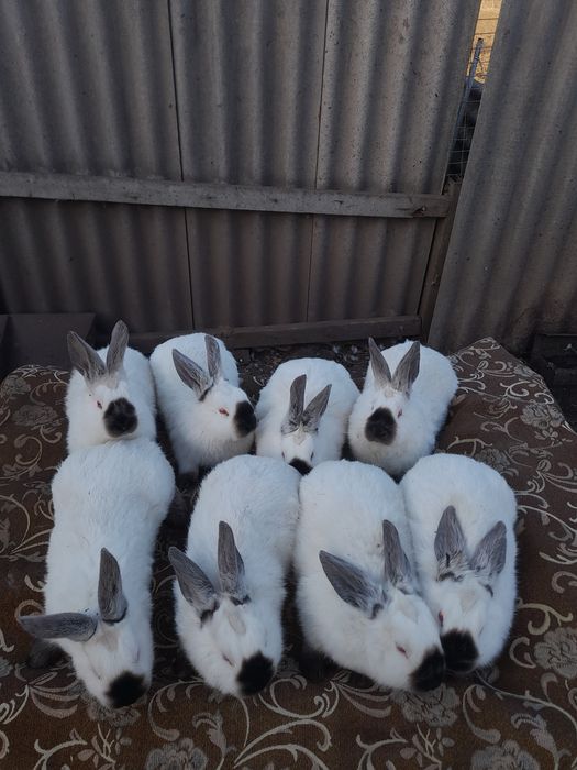 Продам кроликів Каліфорнії