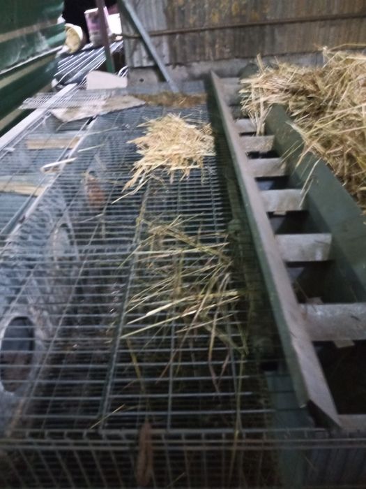 Venda de jaulas para coelhos