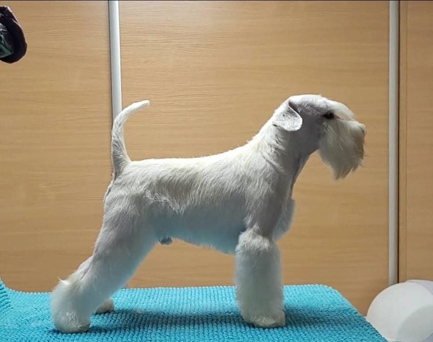 Sznaucer miniaturowy biały - RODOWÓD FCI !!!