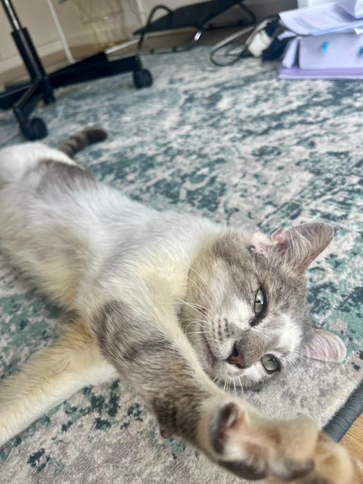 CASTRADO | Gato jovem e meigo disponível para Adoção Responsável