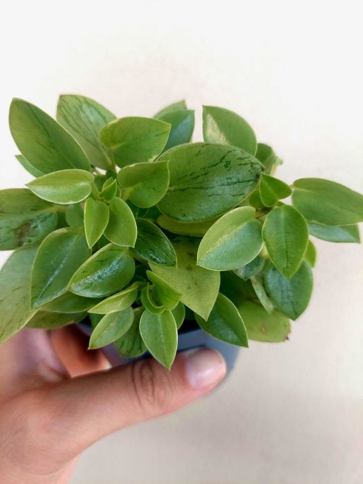 Planta Peperomia Pixie Lime