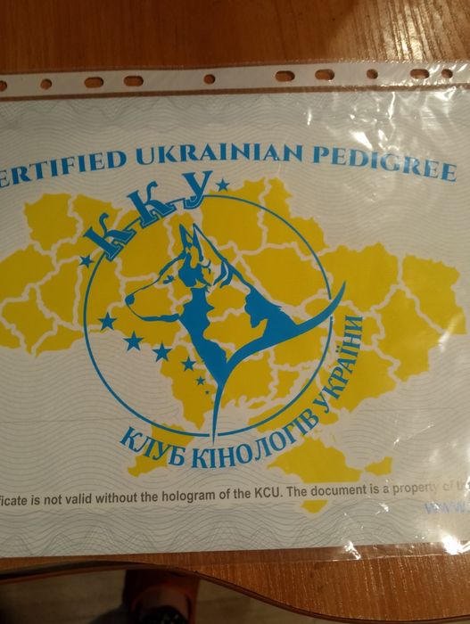 Вязка Німецька вівчарка