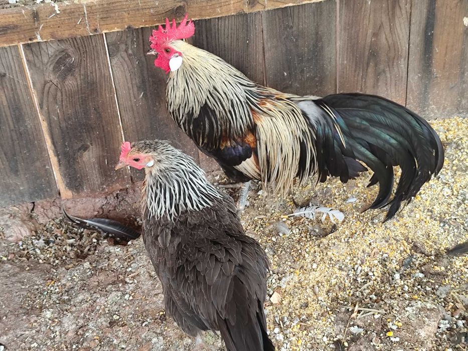 Vendo Casal Phoenix