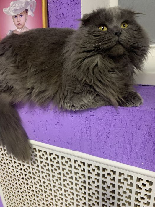 В,язка висловухий шотландець