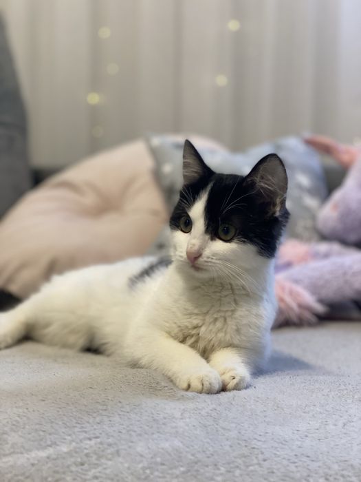 Кошеня в добрі руки