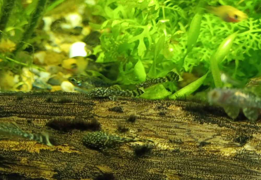 Molinezje młode dalmatynki