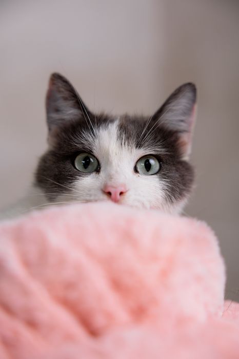 Котик до 2 років у добрі руки. Неймовірний зеленоокий красень!