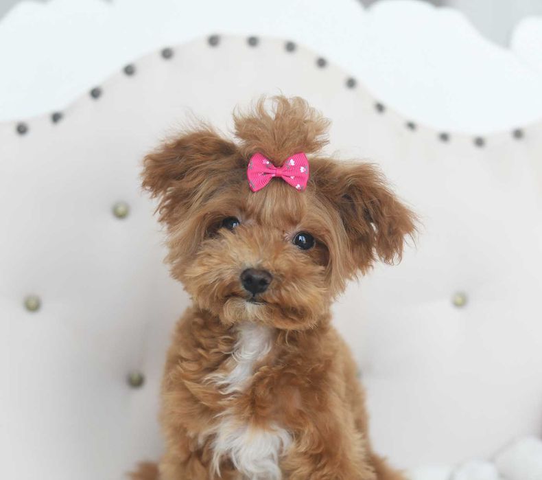 Maltipoo-sliczna suczka xs
